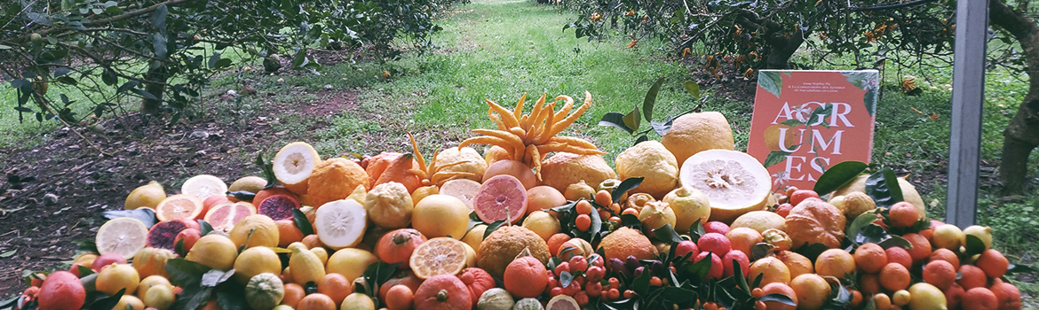 Citrus ; photos by François Luro, INRAE